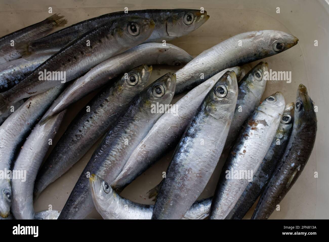 Sardines in a plastic container Stock Photo Alamy