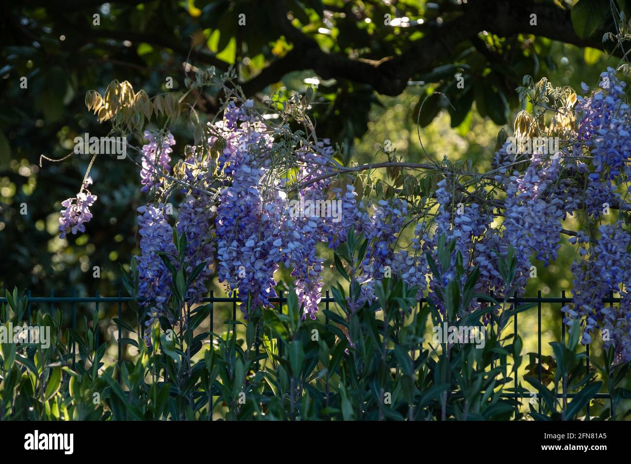 Lyon (France), May 03, 2021. Glycine in flower on a hedge. Stock Photo