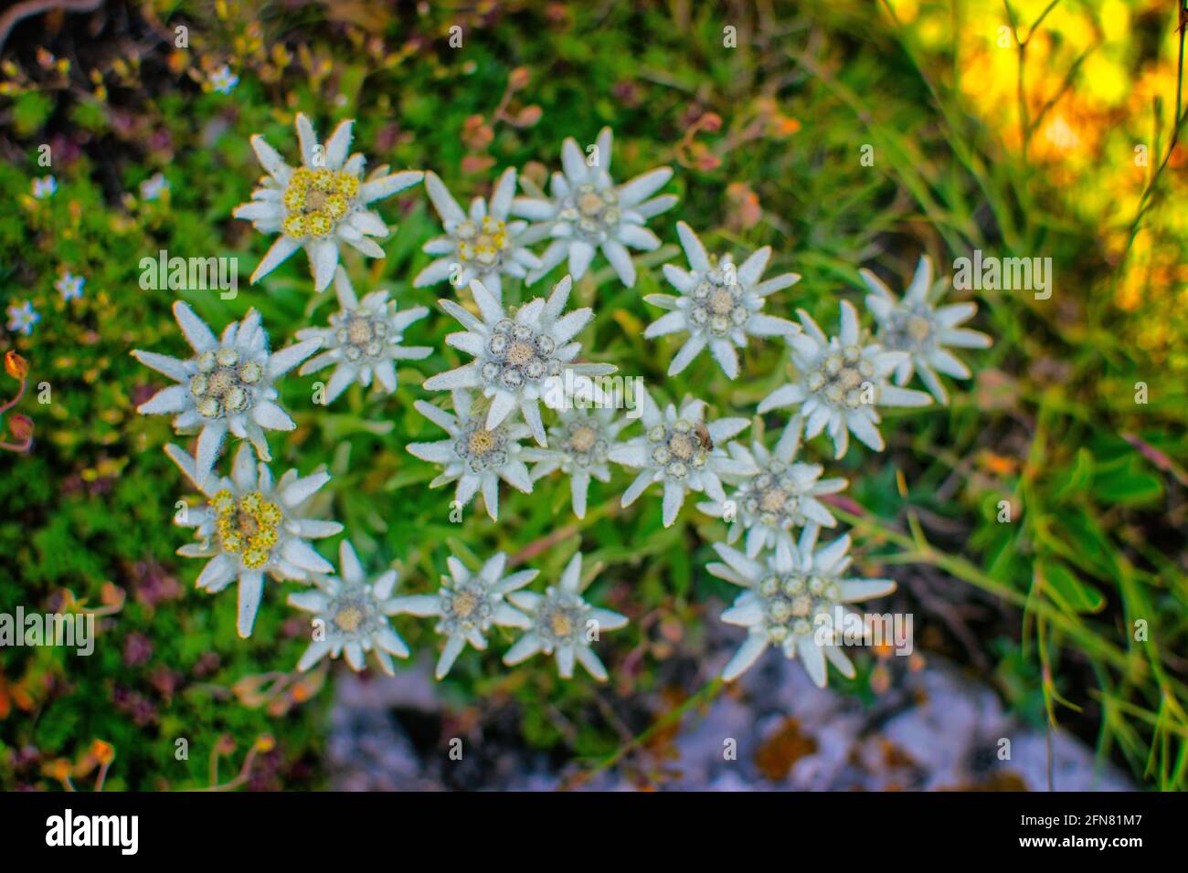 Beautiful edelweiss(Leontopodium nivale) flowers from the path from Beklemeto to Kozya Stena, Troyan Balkan, Bulgaria Stock Photo