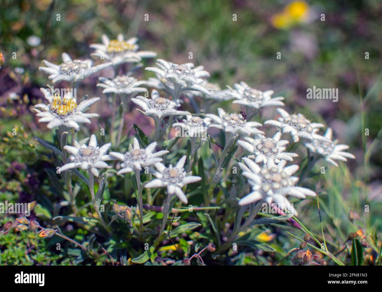 Beautiful edelweiss(Leontopodium nivale) flowers from the path from Beklemeto to Kozya Stena, Troyan Balkan, Bulgaria Stock Photo