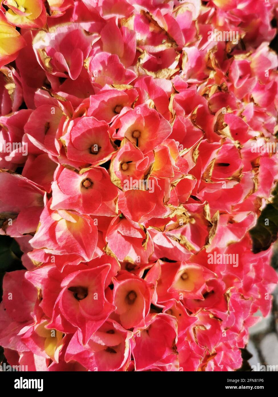 Vertical shot of pink large-leaved hydrangea Stock Photo - Alamy