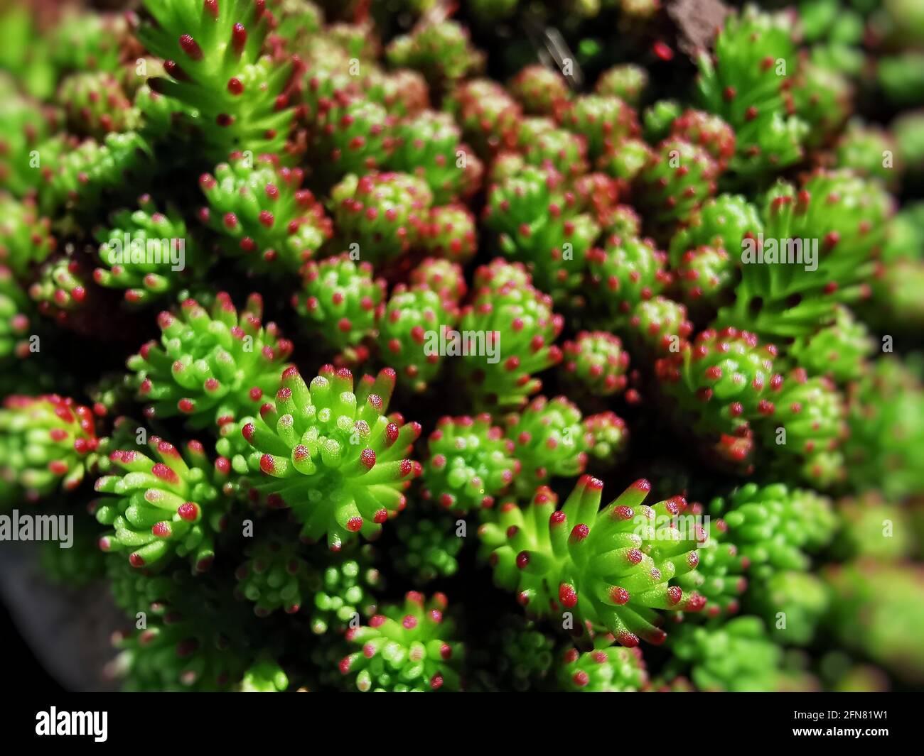 Sedum lydium in nature Stock Photo