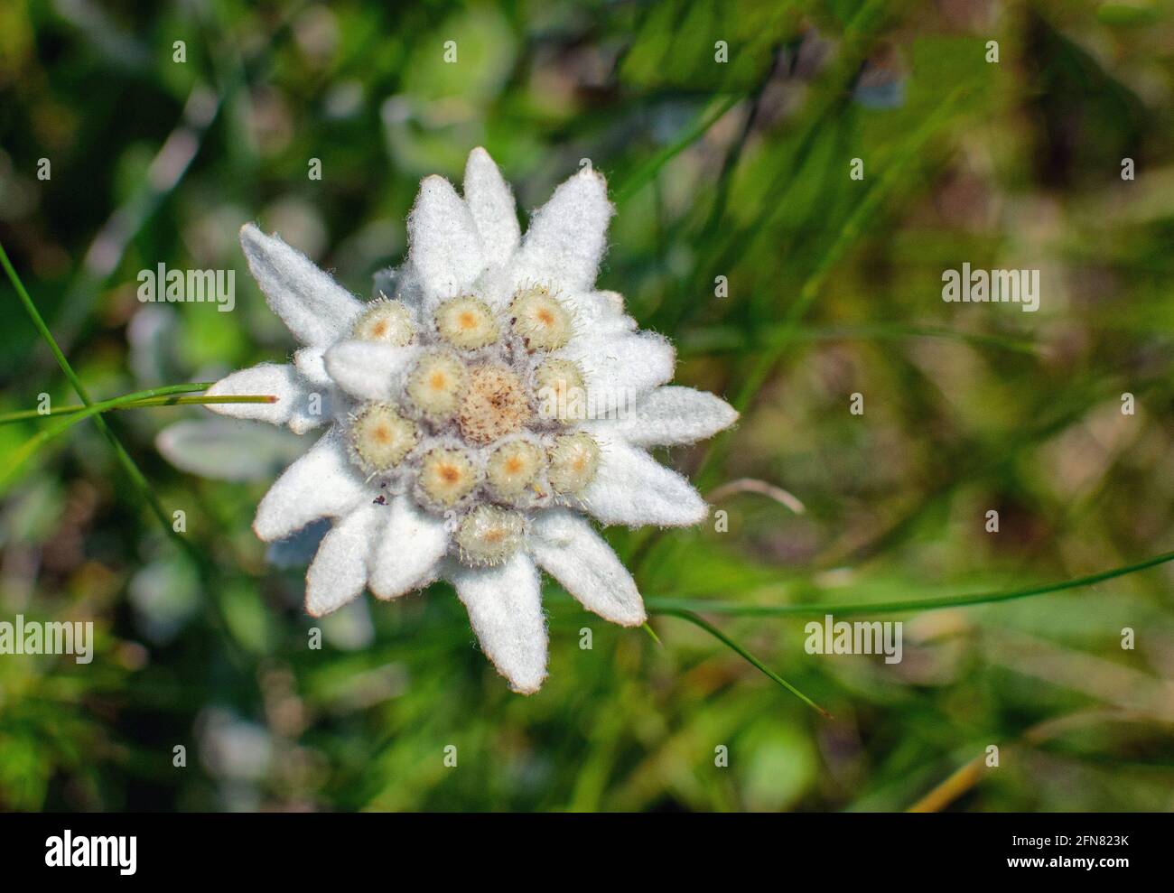 National flower of romania hires stock photography and images Alamy
