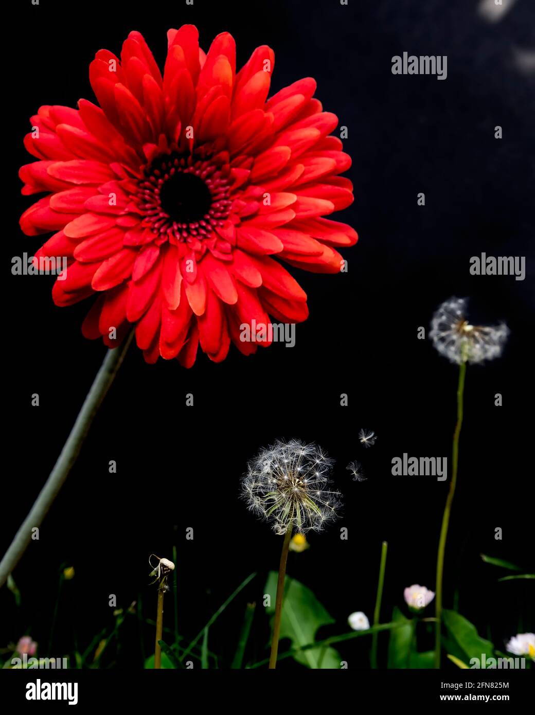A large red gerbera above two dandelion flowers from which some spores fly away on a dark background Stock Photo