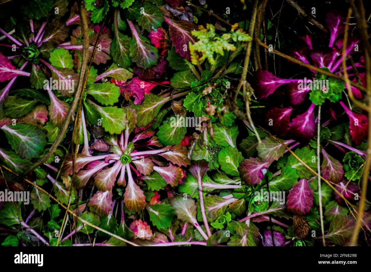 saxifraga con hojas rosas (por las temperaturas invernales bajo cero g Stock Photo