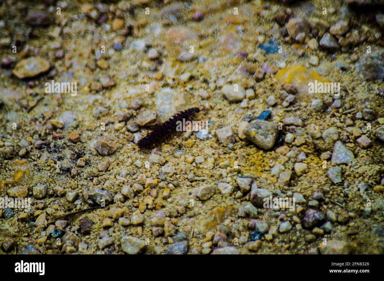 Imagen Temática De Luciérnaga Con Linterna Ilustración De Personaje 1  Vector PNG ,dibujos Personaje, Obra De Arte, Mirando Imagen de ilustración  en Pngtree, Libres de Derechos, image size:1300x951