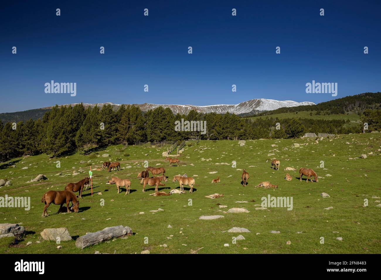 Horses in meadows around the Pradell refuge, at the base of Tossa Plana de Lles. In the background, snowy mountains in spring (Cerdanya, Catalonia) Stock Photo