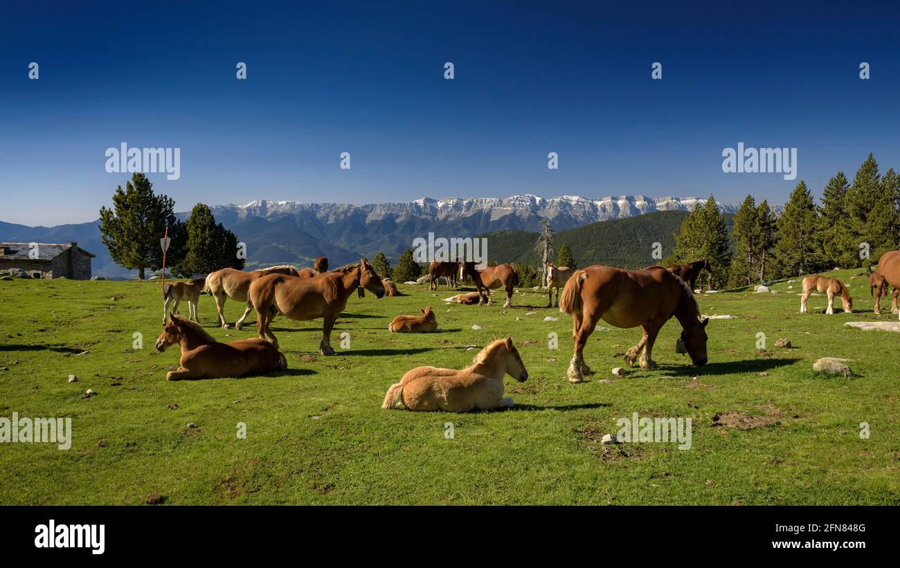 Horses in meadows around the Pradell refuge, at the base of Tossa Plana de Lles. In the background, snowy mountains in spring (Cerdanya, Catalonia) Stock Photo