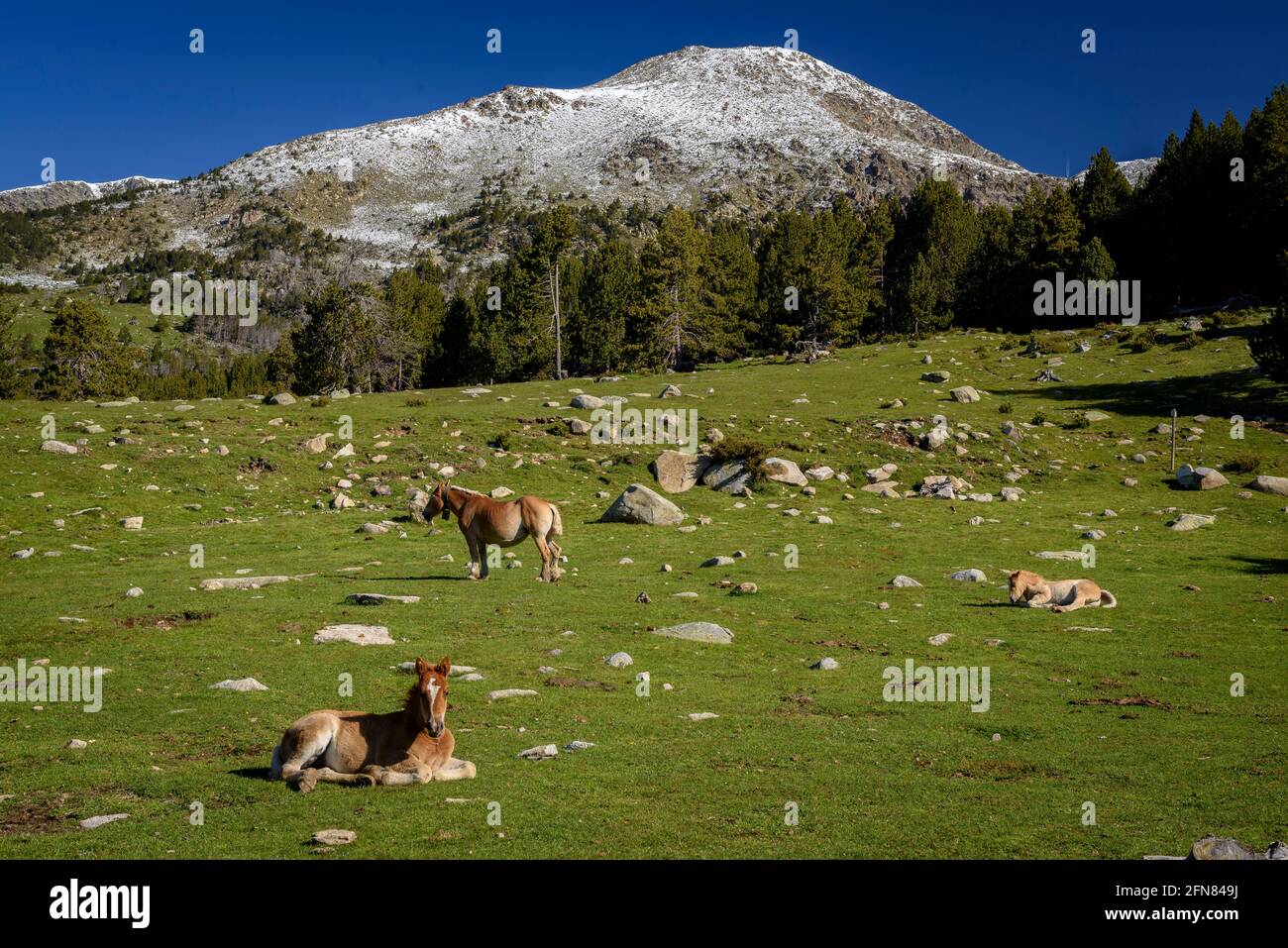 Horses in meadows around the Pradell refuge, at the base of Tossa Plana de Lles. In the background, snowy mountains in spring (Cerdanya, Catalonia) Stock Photo