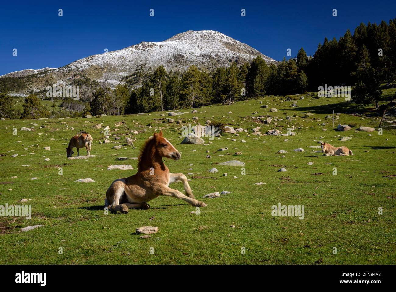 Horses in meadows around the Pradell refuge, at the base of Tossa Plana de Lles. In the background, snowy mountains in spring (Cerdanya, Catalonia) Stock Photo