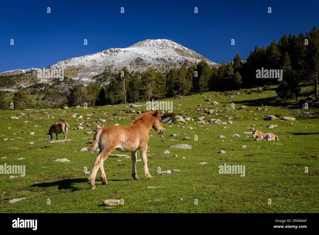 Horses in meadows around the Pradell refuge, at the base of Tossa Plana de Lles. In the background, snowy mountains in spring (Cerdanya, Cataloni Stock Photo