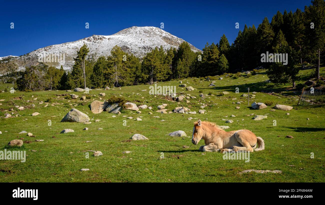 Horses in meadows around the Pradell refuge, at the base of Tossa Plana de Lles. In the background, snowy mountains in spring (Cerdanya, Catalonia) Stock Photo