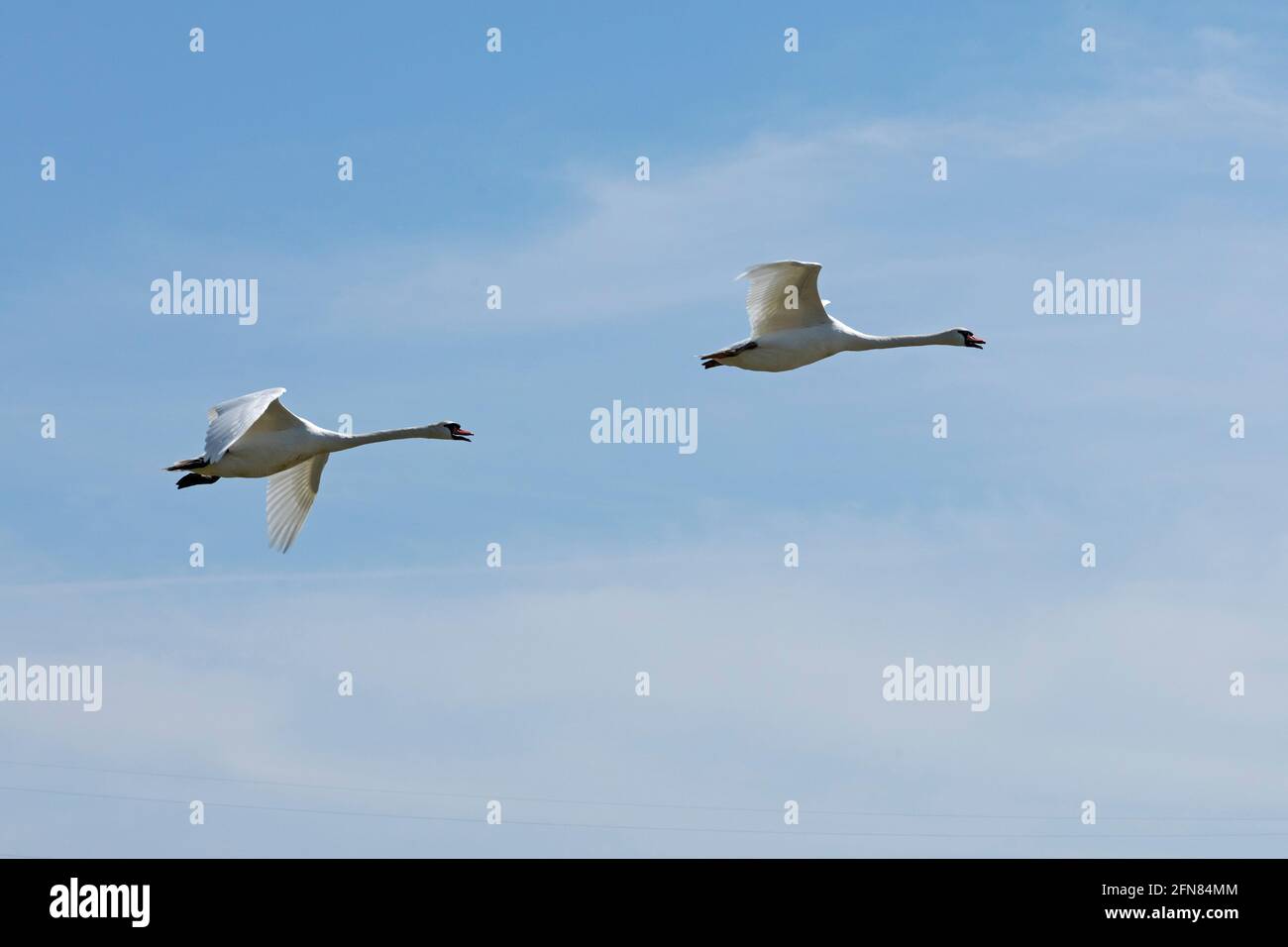 mute swans in flight (Cygnus olor), Rabelsund, Rabel, Schlei, Schleswig-Holstein Germany Stock Photo