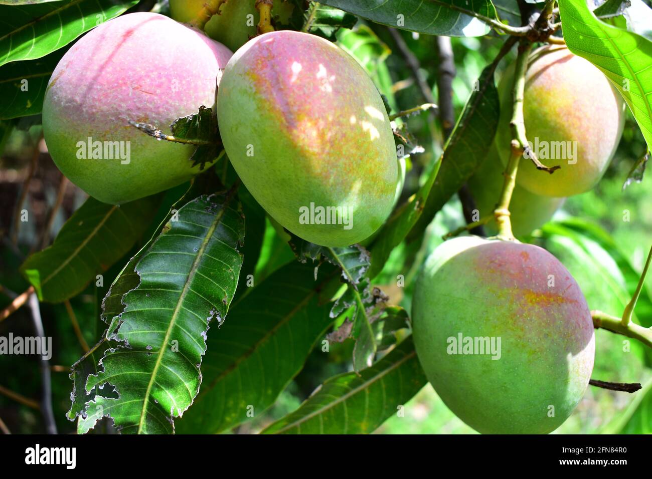 Mango Kensington Mangifera Tropical Fruit Tree Plant 12” 