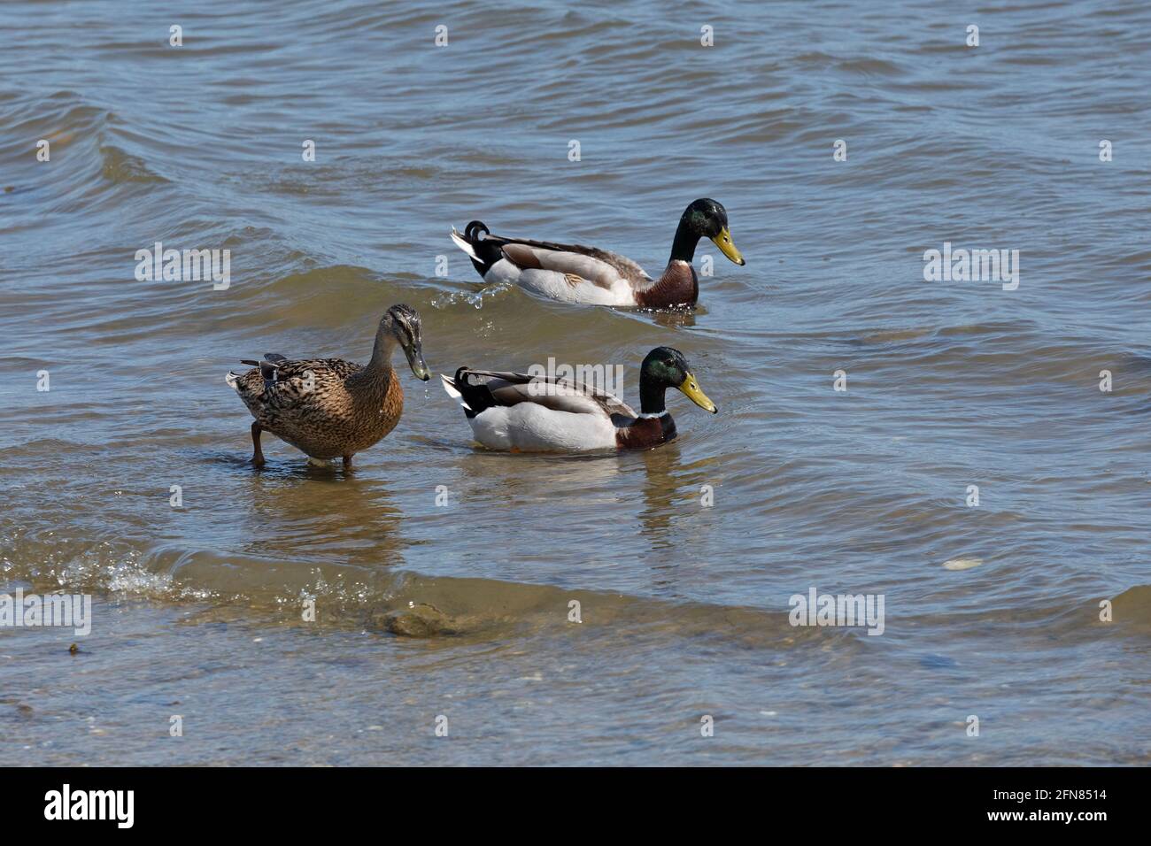 mallard ducks (Anas platyrhynchos), Rabelsund, Rabel, Schlei, Schleswig-Holstein Germany Stock Photo