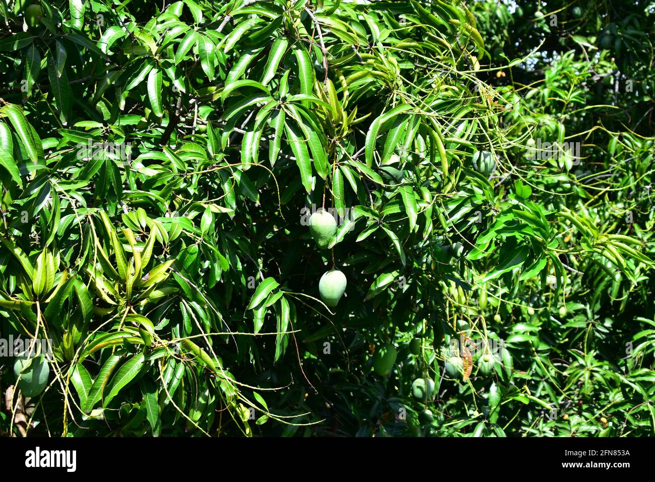 Colorful mangoes on the tree. Mango trees growing in a field in Asia