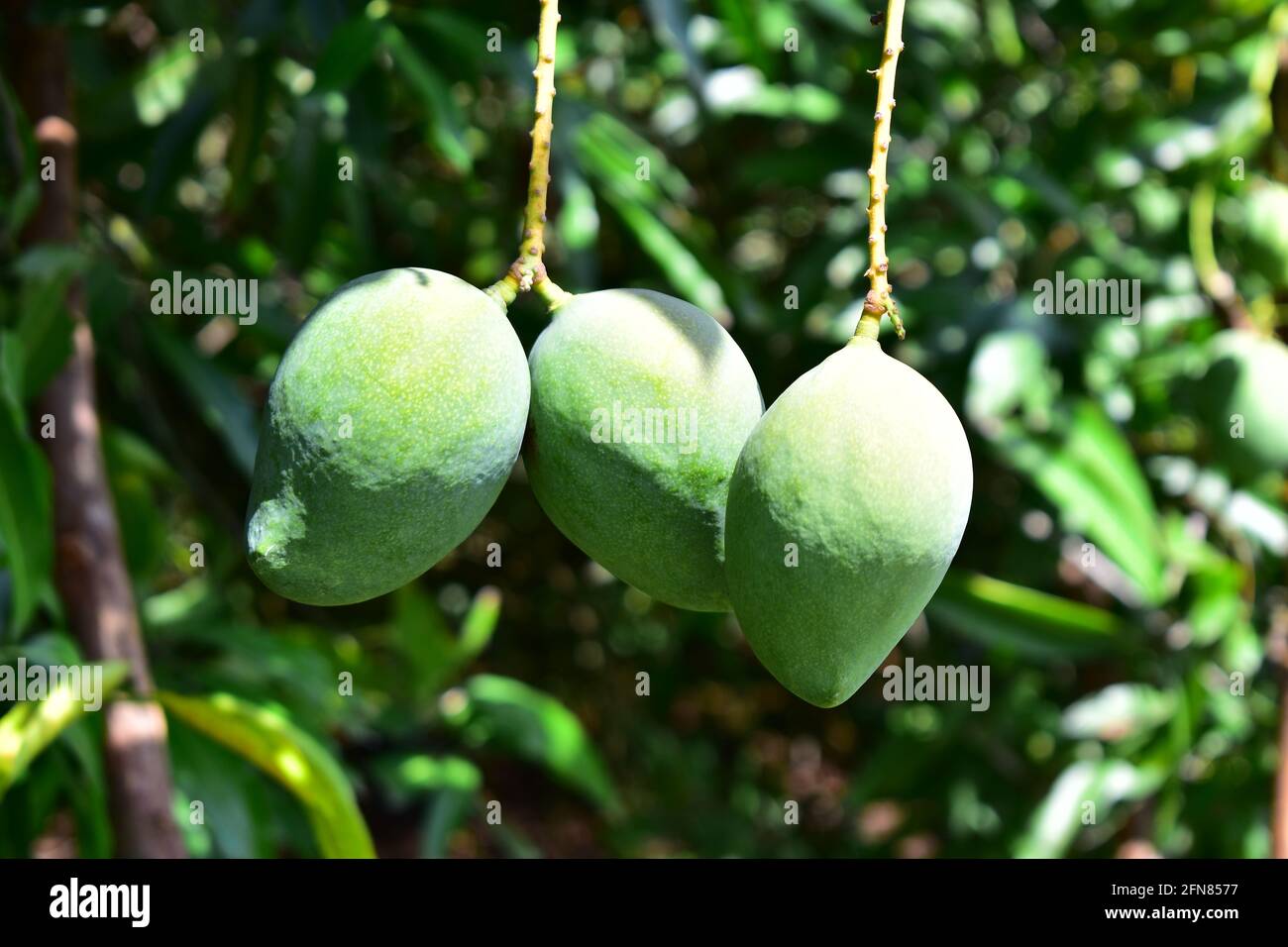 Colorful mangoes on the tree. Mango trees growing in a field in Asia