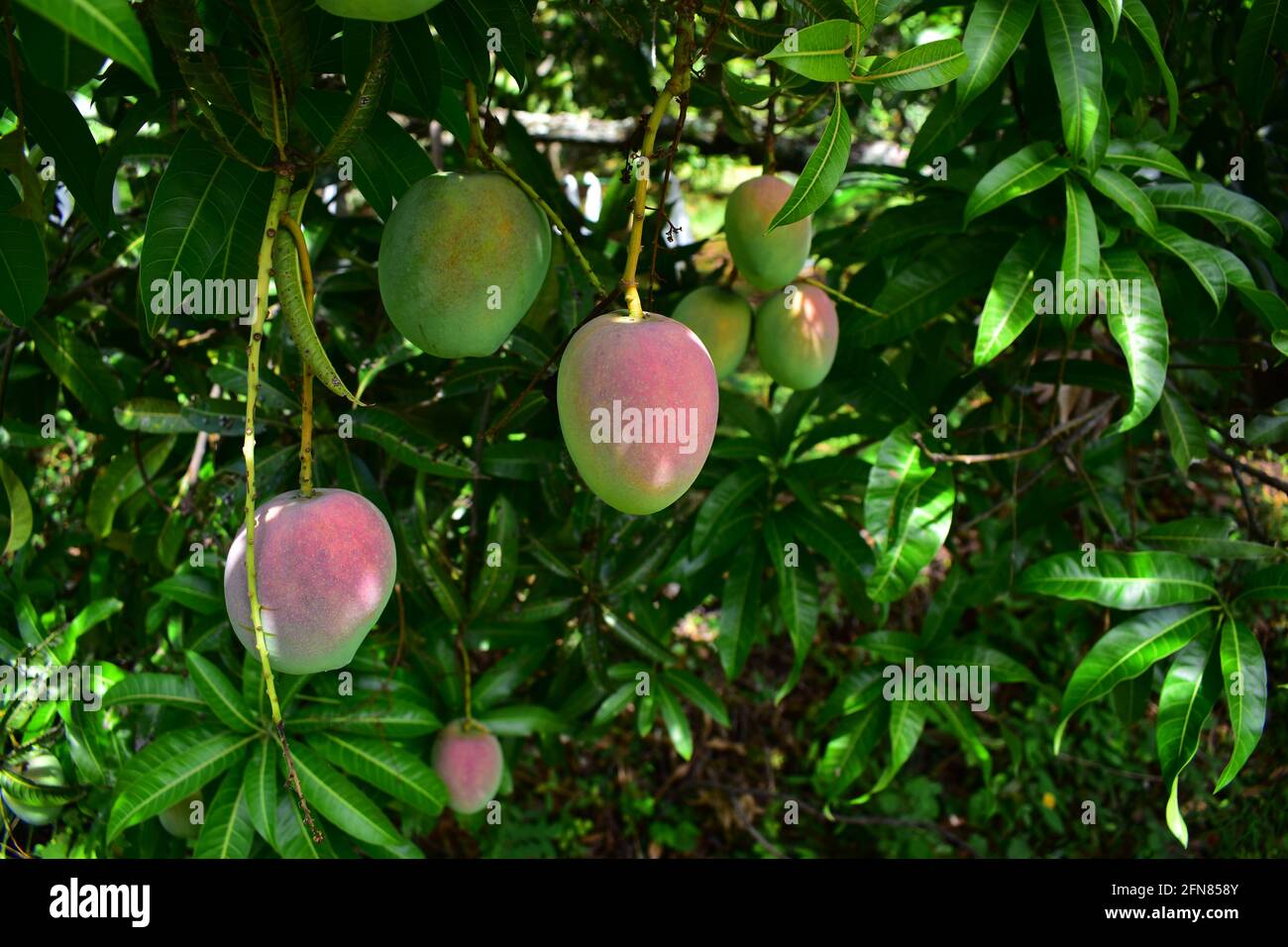 Colorful mangoes on the tree. Mango trees growing in a field in Asia