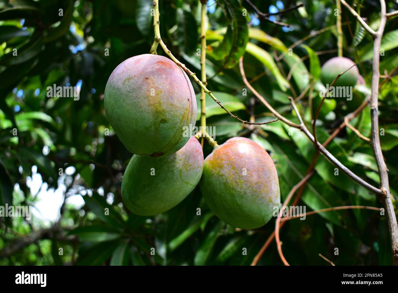 Colorful mangoes on the tree. Mango trees growing in a field in Asia