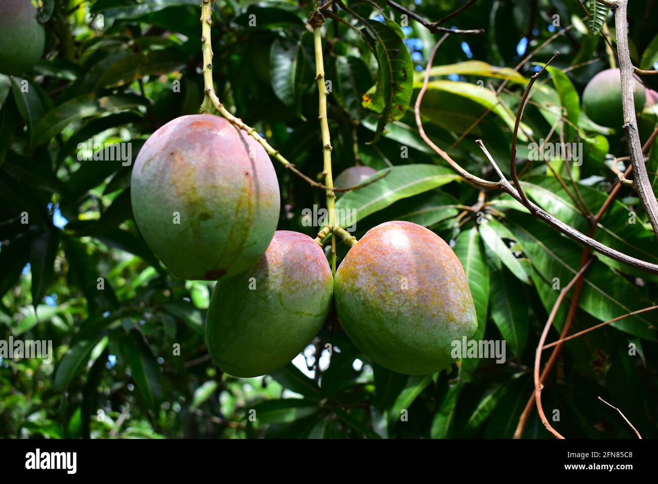 City of mango tree hires stock photography and images Alamy