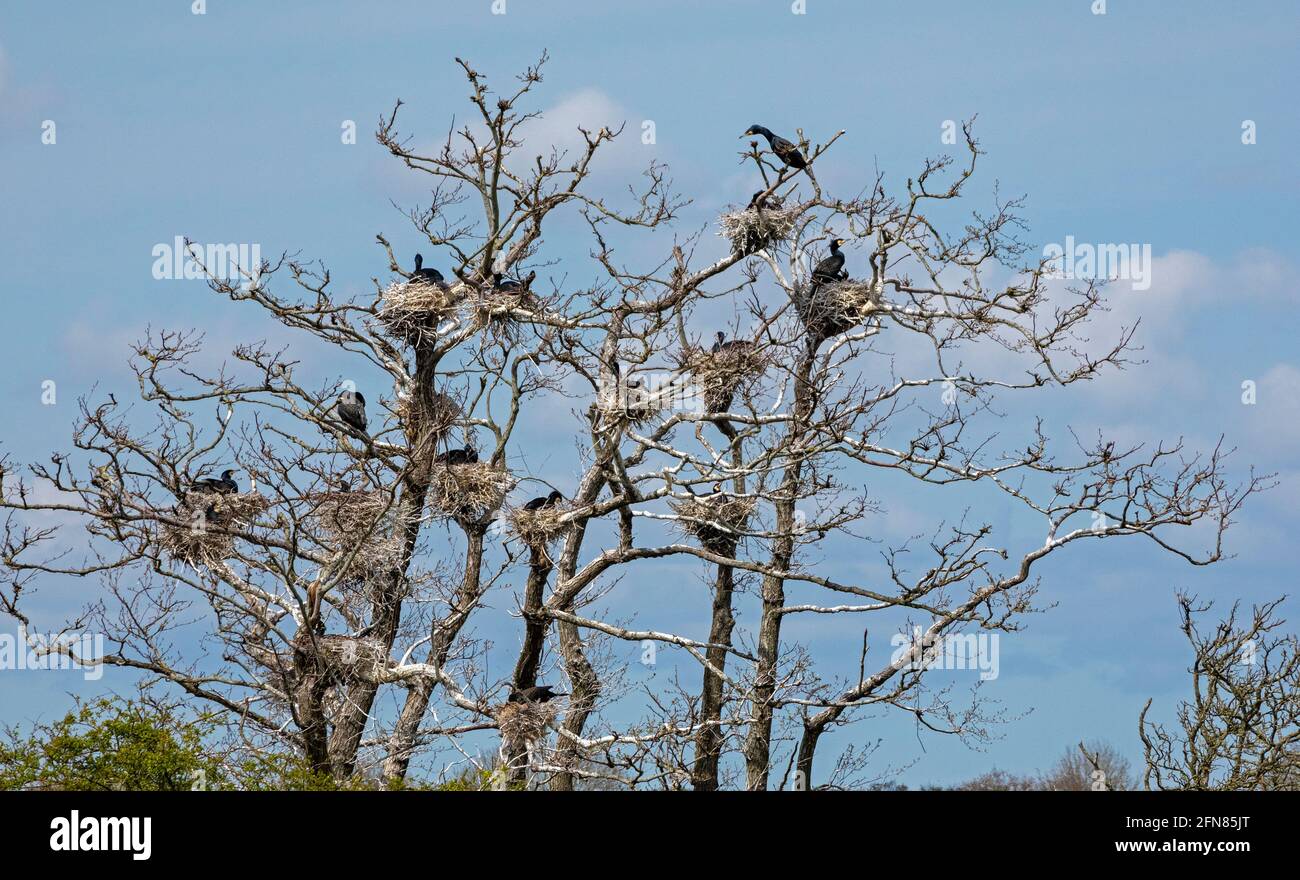 breeding colony of cormorants, Gelting Birk Nature Reserve, Gelting Bay, Schleswig-Holstein, Germany Stock Photo