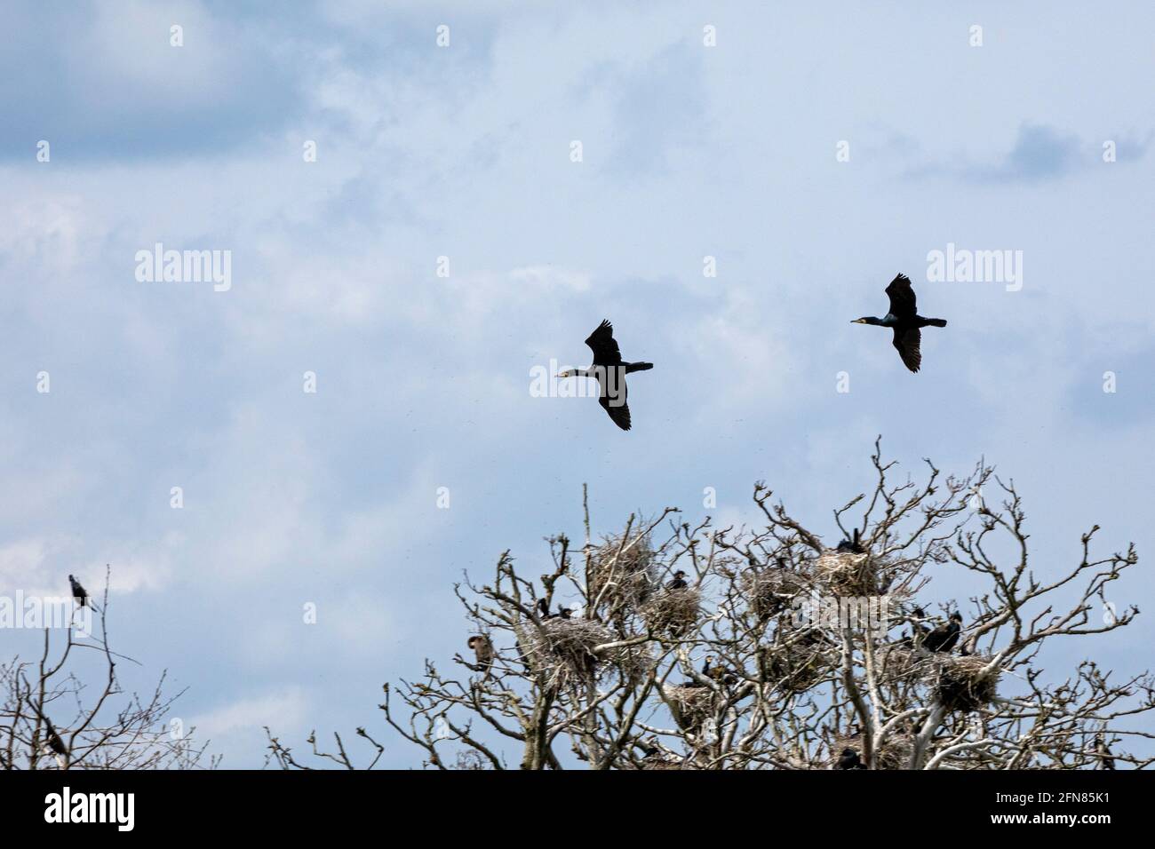 cormorants in flight, breeding colony of cormorants, Gelting Birk Nature Reserve, Gelting Bay, Schleswig-Holstein, Germany Stock Photo