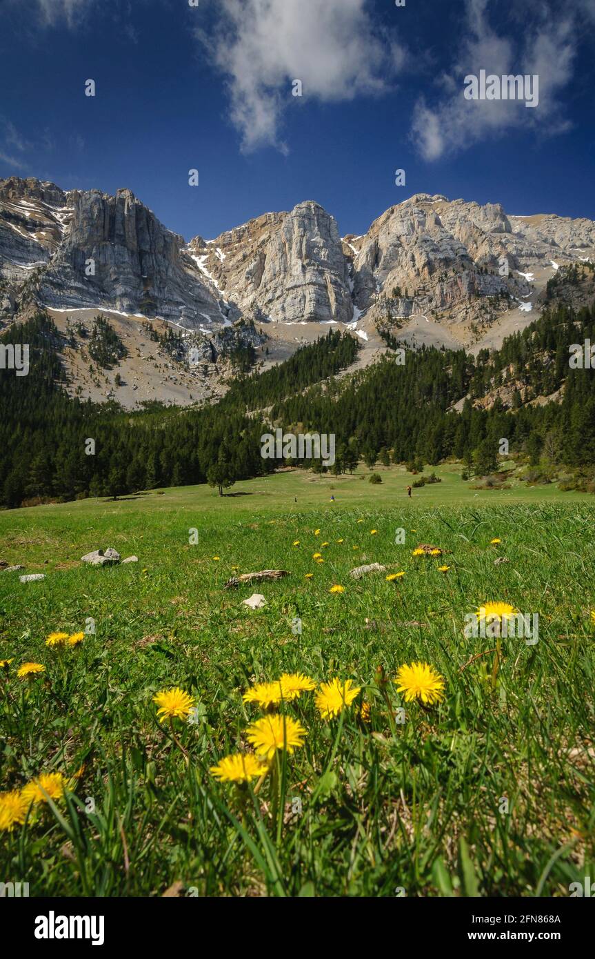 Prat De Cad Meadow On A Spring Morning Cerdanya Catalonia Spain prat-de-cad-meadow-on-a-spring-morning-cerdanya-catalonia-spain