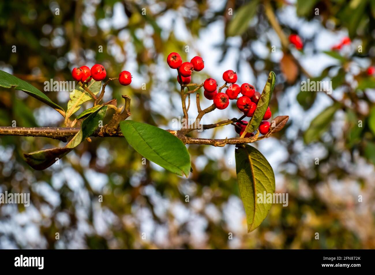 Red berries on a Cotoneaster or ‘Cornubia’ tree in the winter sunlight Stock Photo