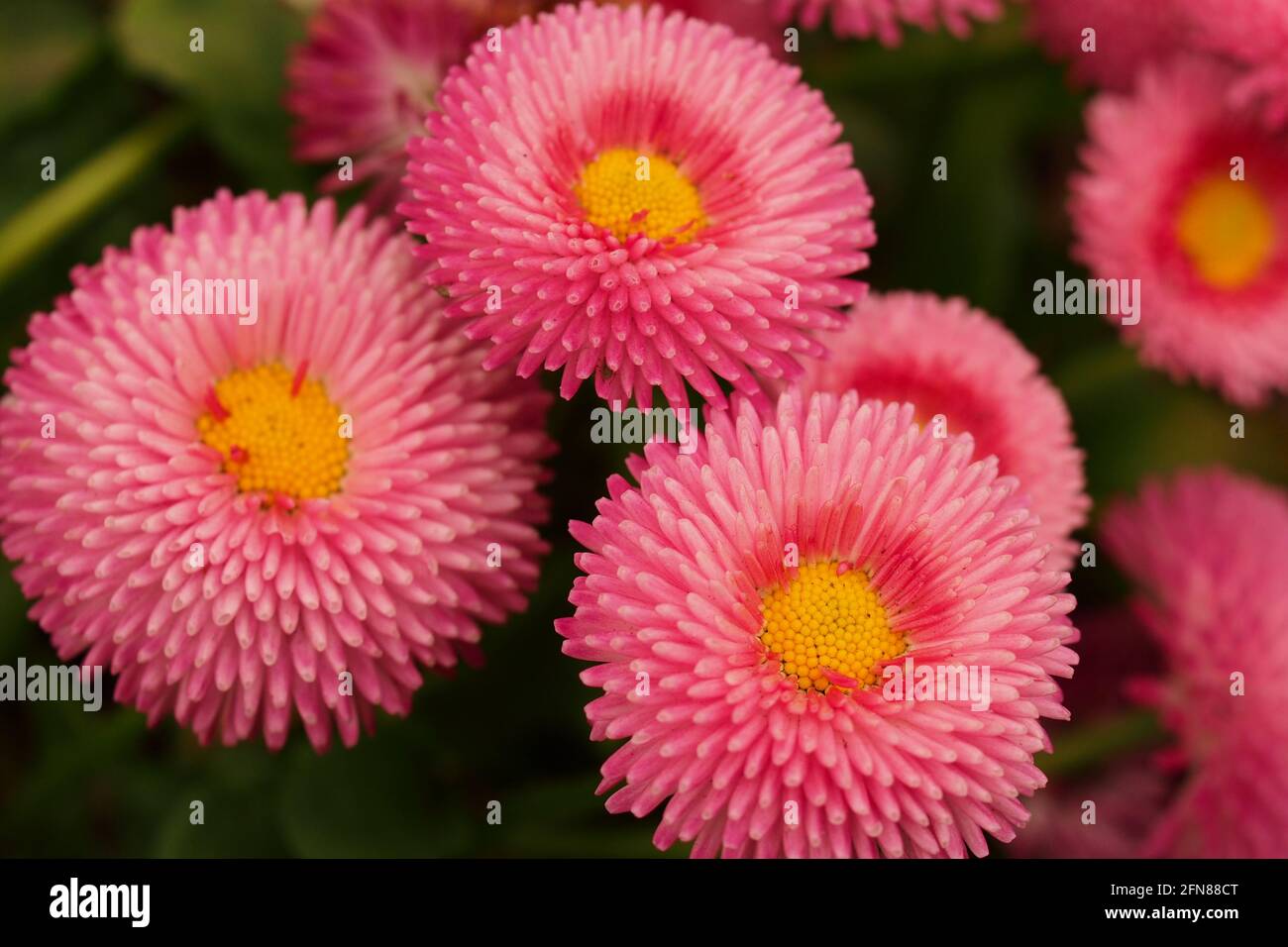 A close up of a group of Pink English Daisy Pom Pom flowers Stock Photo