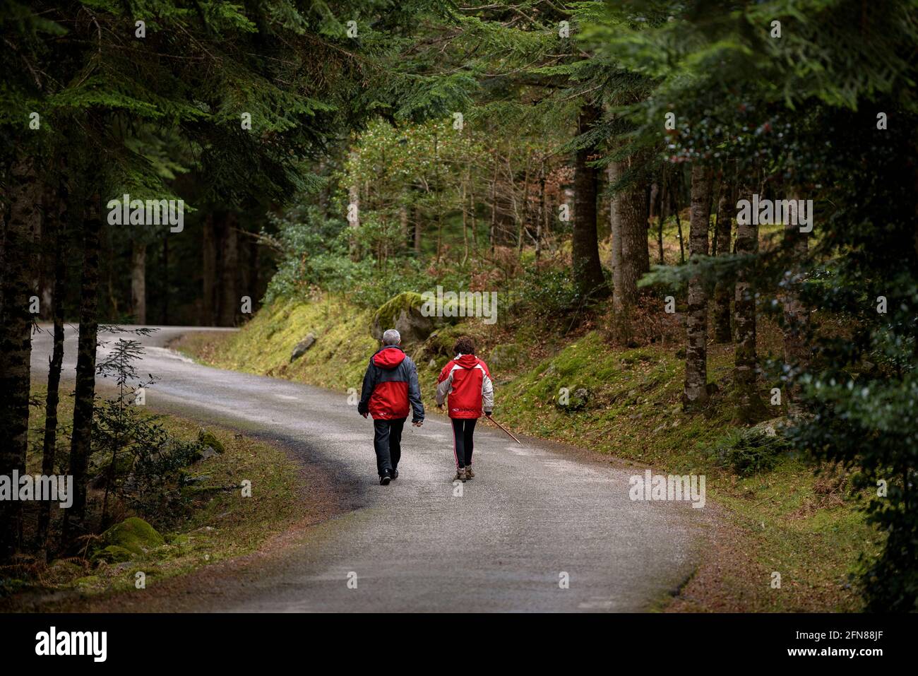 Sendero camino del bosque hi-res stock photography and images - Alamy