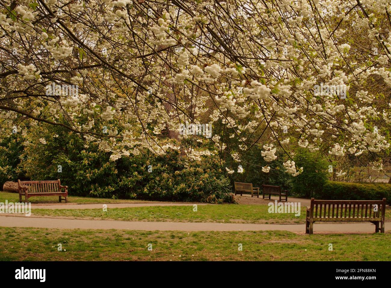 Four park benches situated under cherry trees in full blossom in a