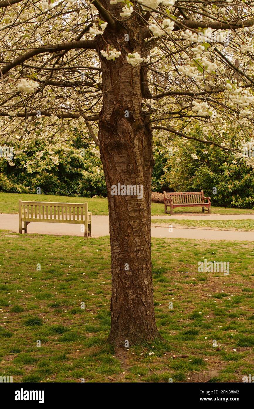 Two park benches situated under cherry trees in full blossom in a