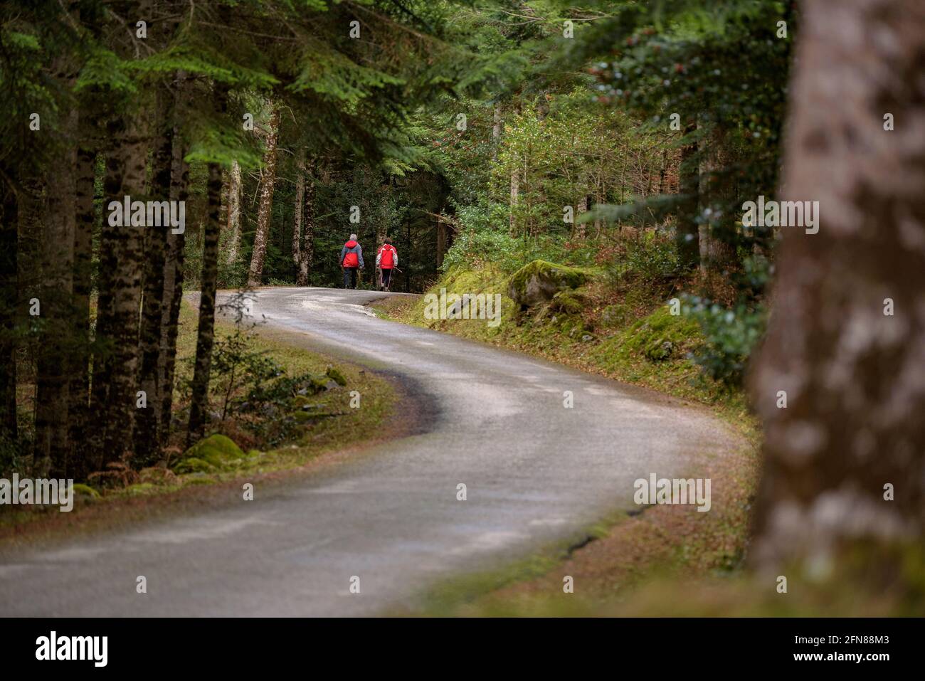 Sendero camino del bosque hi-res stock photography and images - Alamy