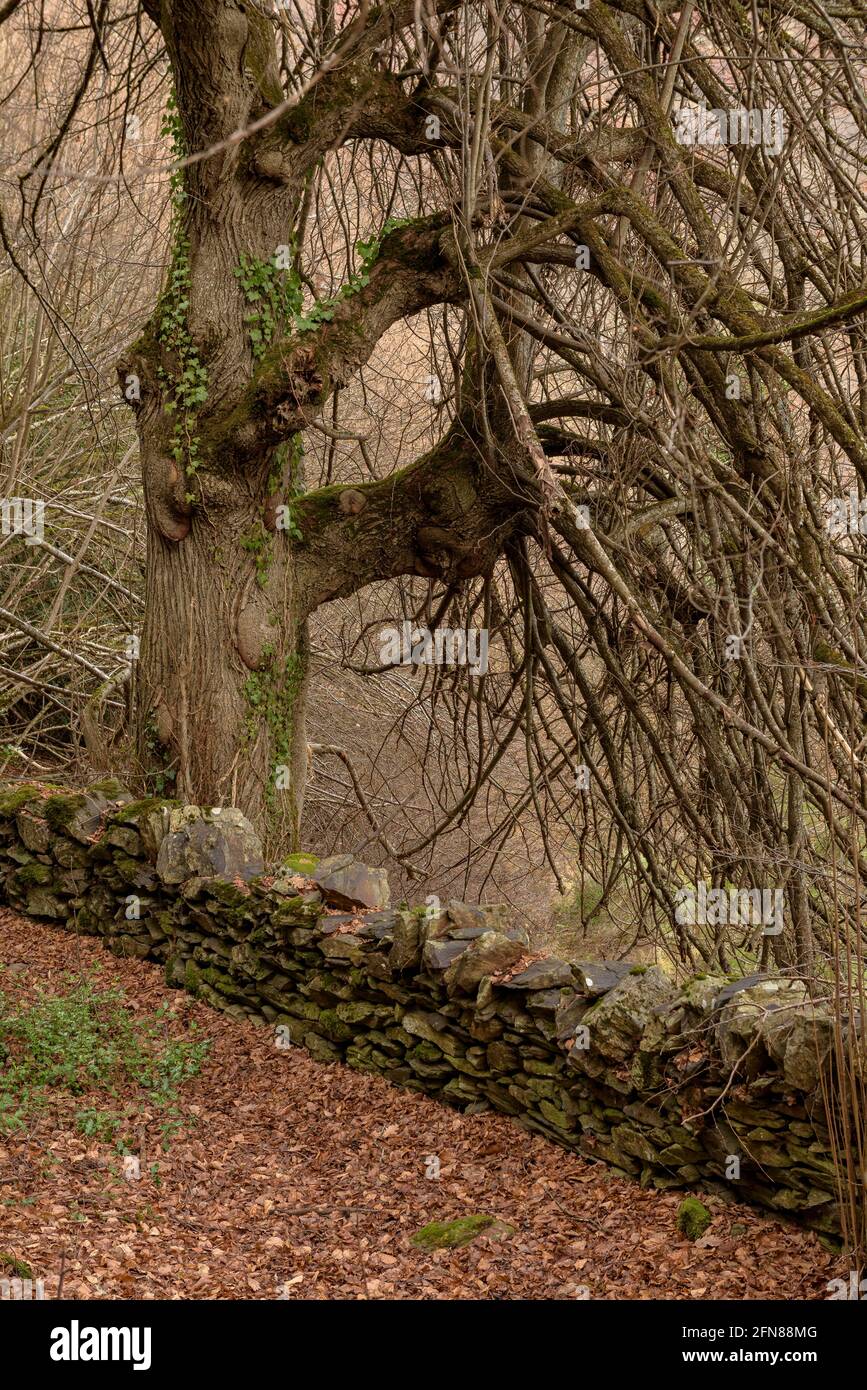 Walking through the beech forest of Carlac from Bausen village (Aran Valley, Catalonia, Spain, Pyrenees) ESP: Paseo por el bosque-hayedo de Carlac Stock Photo