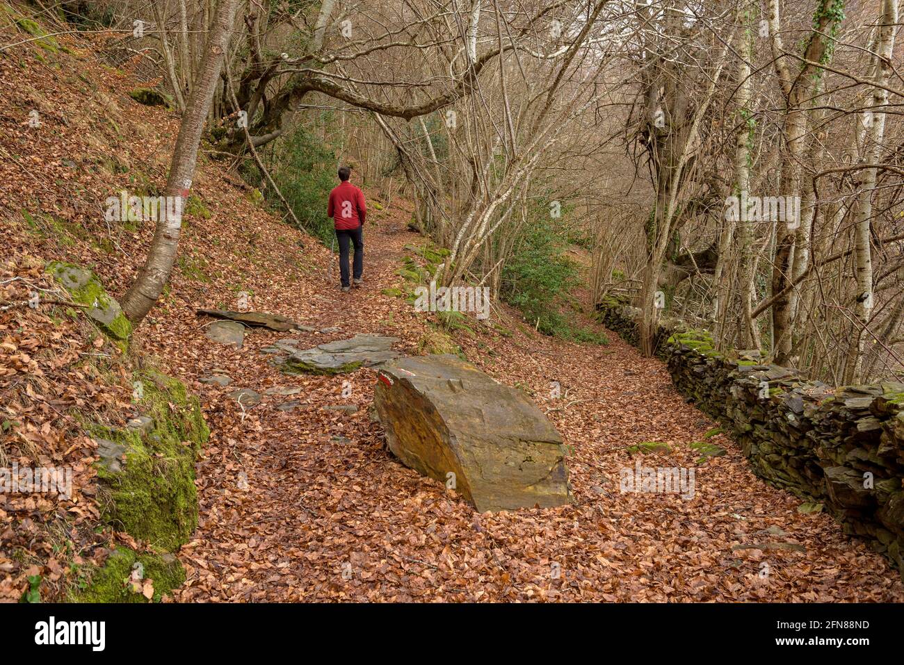 Walking through the beech forest of Carlac from Bausen village (Aran Valley, Catalonia, Spain, Pyrenees) ESP: Paseo por el bosque-hayedo de Carlac Stock Photo