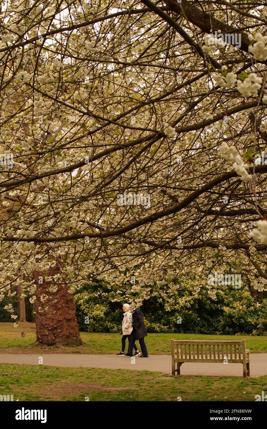 An older couple walking along a park pathway, passing a park bench, under cherry trees in blossom in springtime Stock Photo