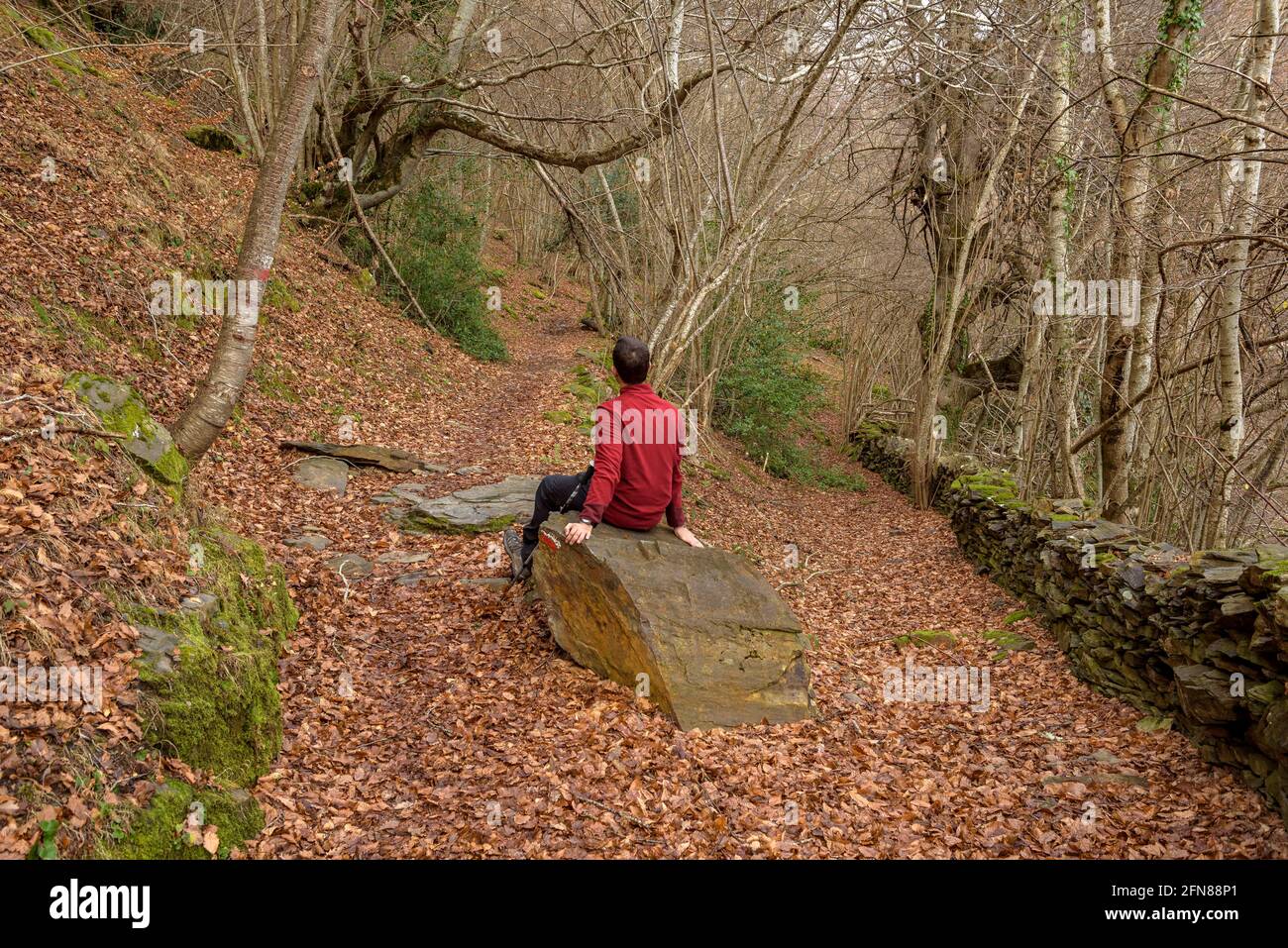 Walking through the beech forest of Carlac from Bausen village (Aran Valley, Catalonia, Spain, Pyrenees) ESP: Paseo por el bosque-hayedo de Carlac Stock Photo