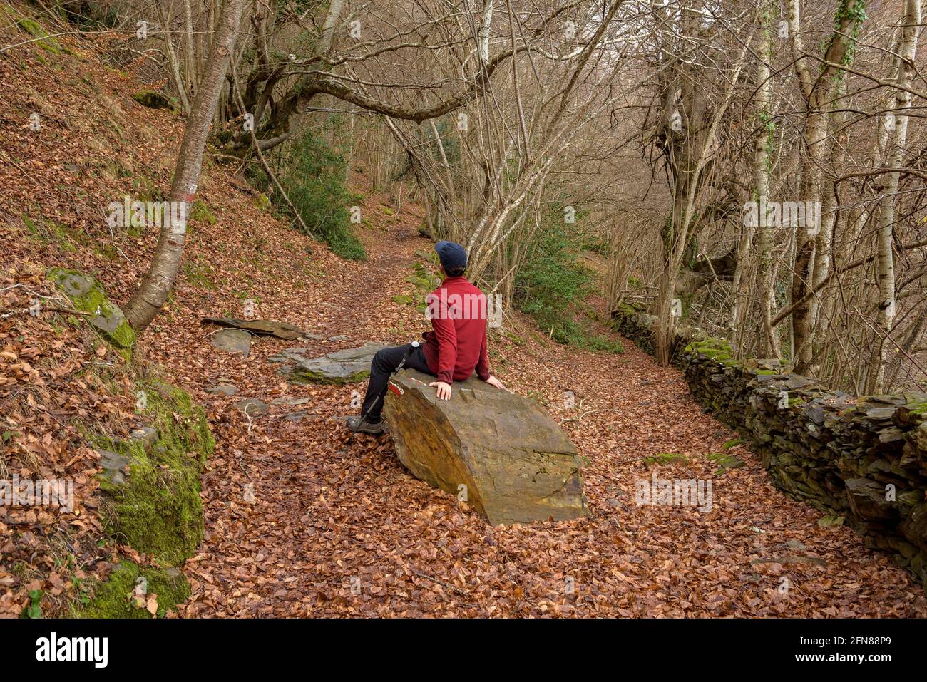 Walking through the beech forest of Carlac from Bausen village (Aran Valley, Catalonia, Spain, Pyrenees) ESP: Paseo por el bosque-hayedo de Carlac Stock Photo