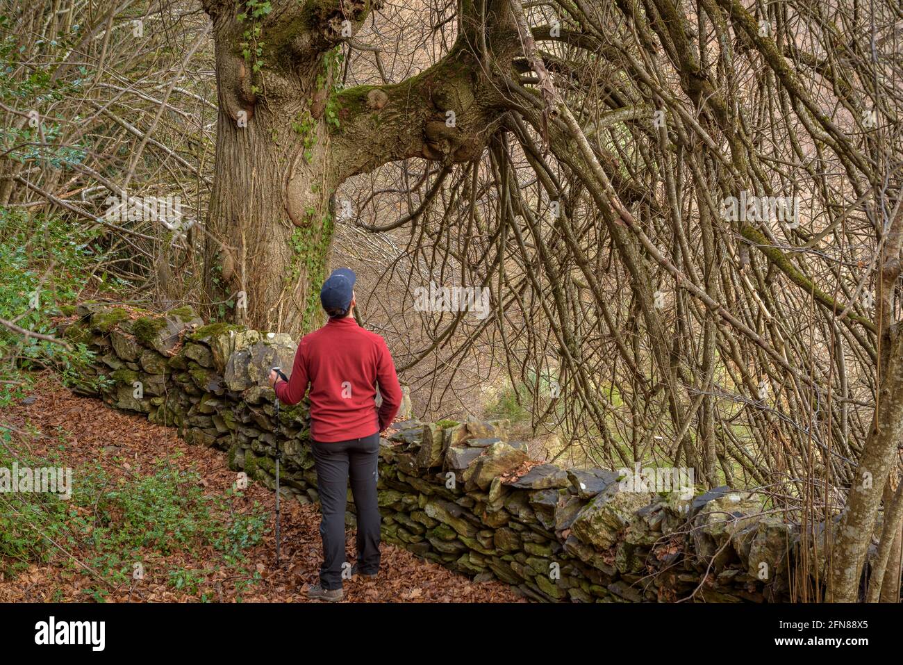 Walking through the beech forest of Carlac from Bausen village (Aran Valley, Catalonia, Spain, Pyrenees) ESP: Paseo por el bosque-hayedo de Carlac Stock Photo