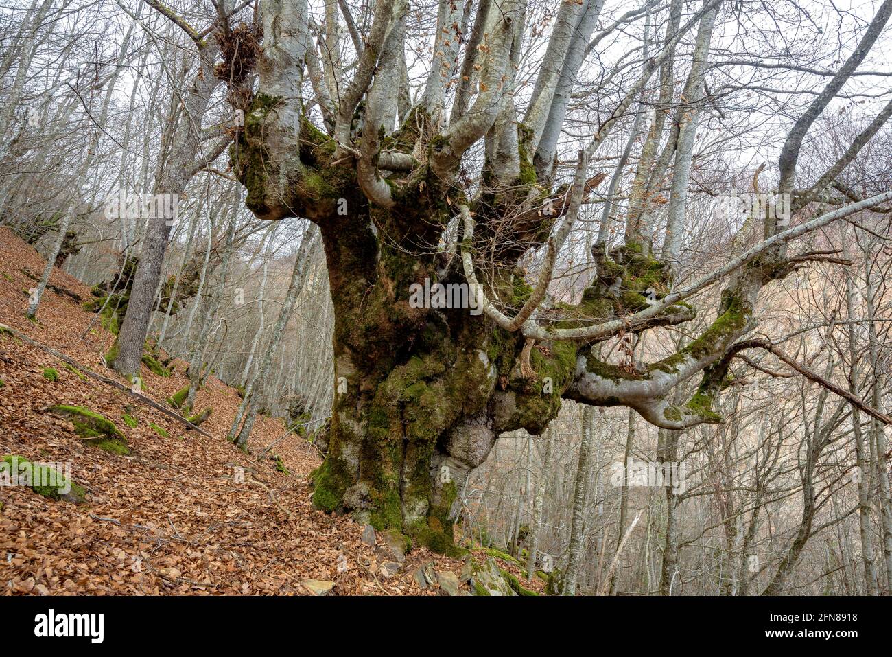 Walking through the beech forest of Carlac from Bausen village (Aran Valley, Catalonia, Spain, Pyrenees) ESP: Paseo por el bosque-hayedo de Carlac Stock Photo