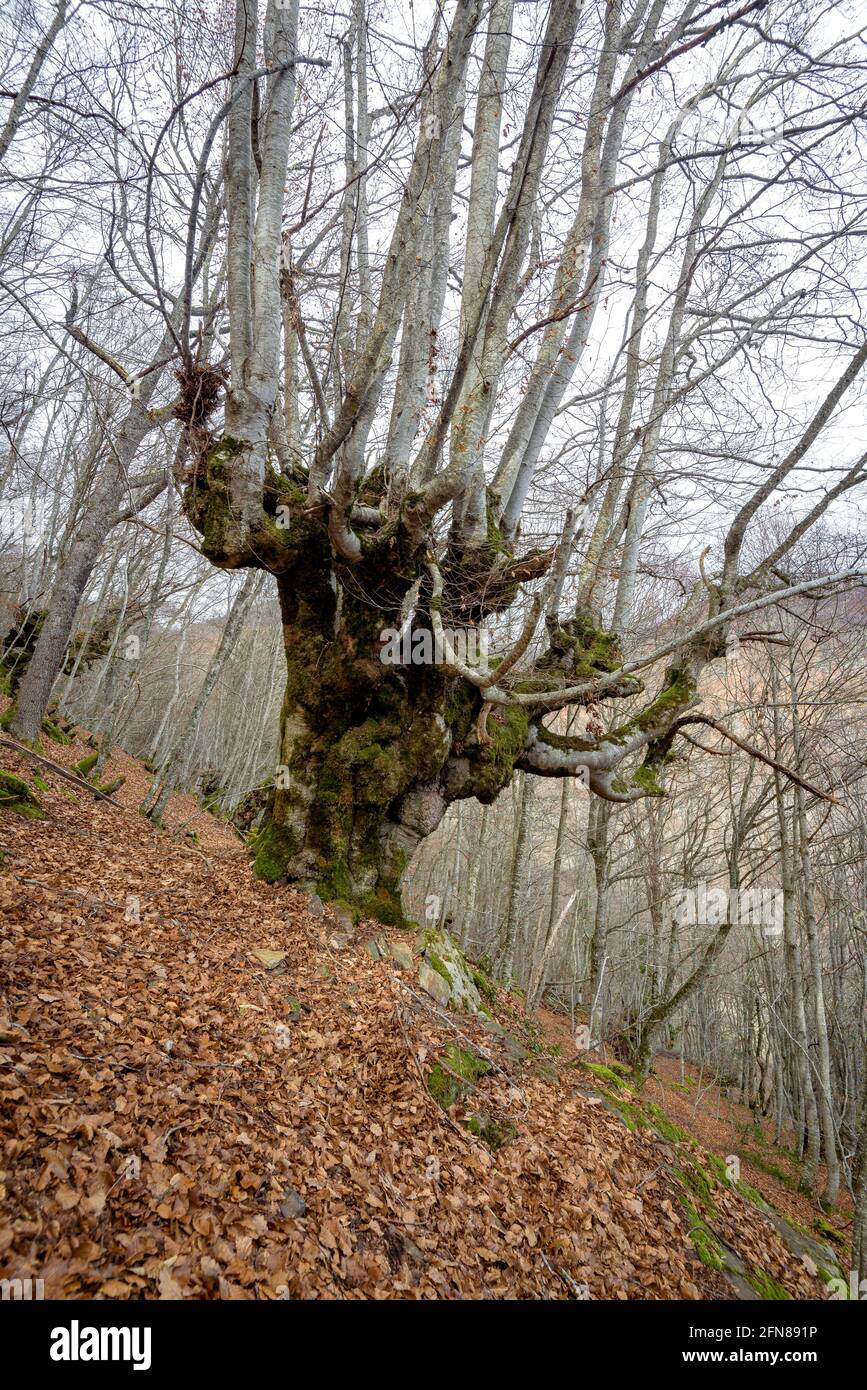 Walking through the beech forest of Carlac from Bausen village (Aran Valley, Catalonia, Spain, Pyrenees) ESP: Paseo por el bosque-hayedo de Carlac Stock Photo