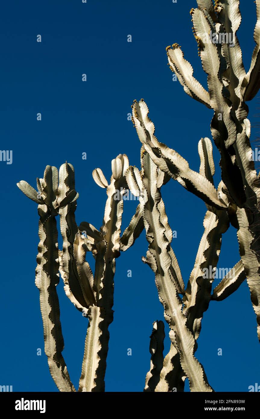 Sydney Australia, Euphorbia ammak also known as a variegated candelabra