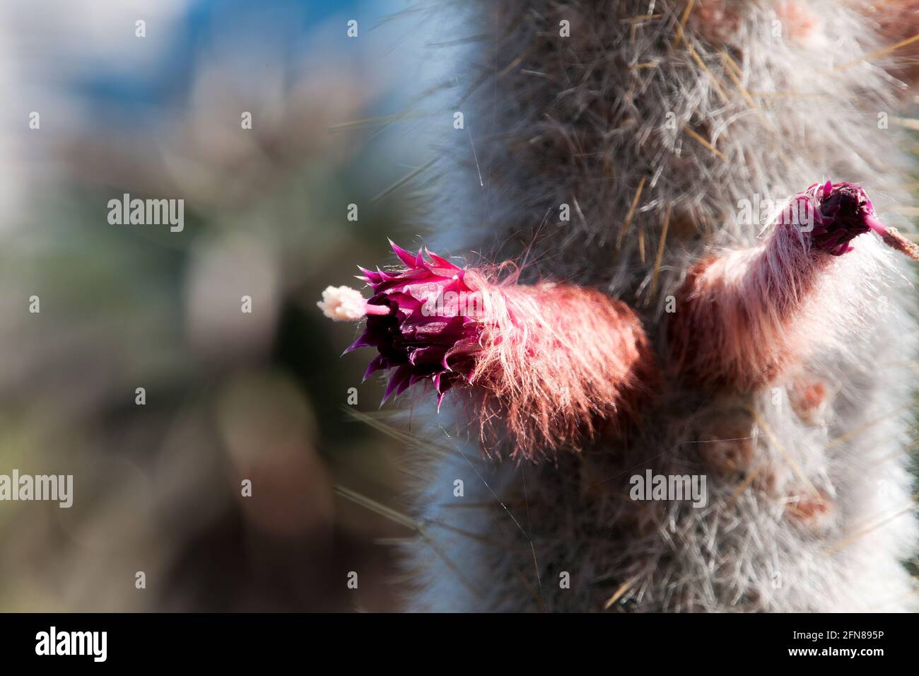 Sydney Australia, pink flower of a Cleistocactus strausii or silver torch cactus native to Bolivia Stock Photo