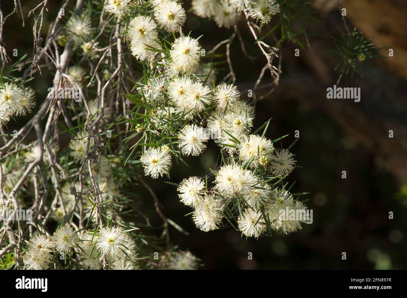 Sydney Australia, flowers of a  native melaleuca nodosa tree, also known as the prickly-leaved paperbark Stock Photo