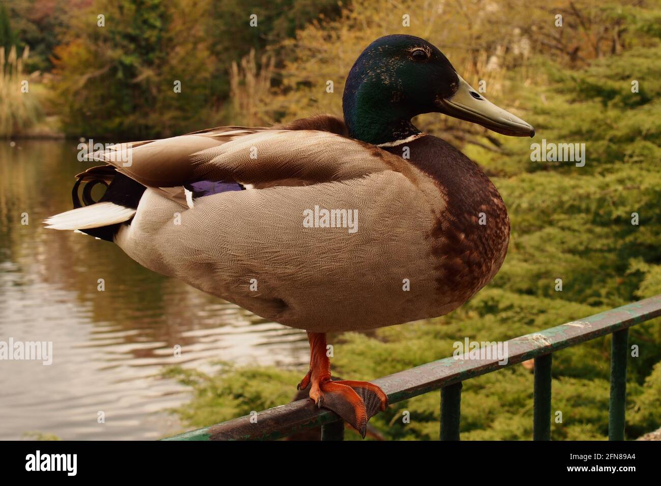 A close up image pf a male Mallard Duck standing on a metal railing fence above a lake in a public park in south east England Stock Photo
