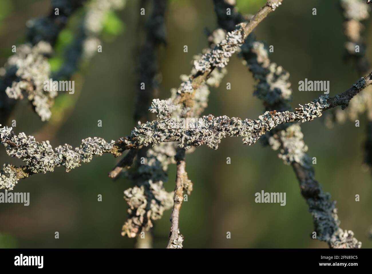 Hypogymnia physodes, monk's-hood lichen on old apple tree branches closeup selective focus Stock Photo