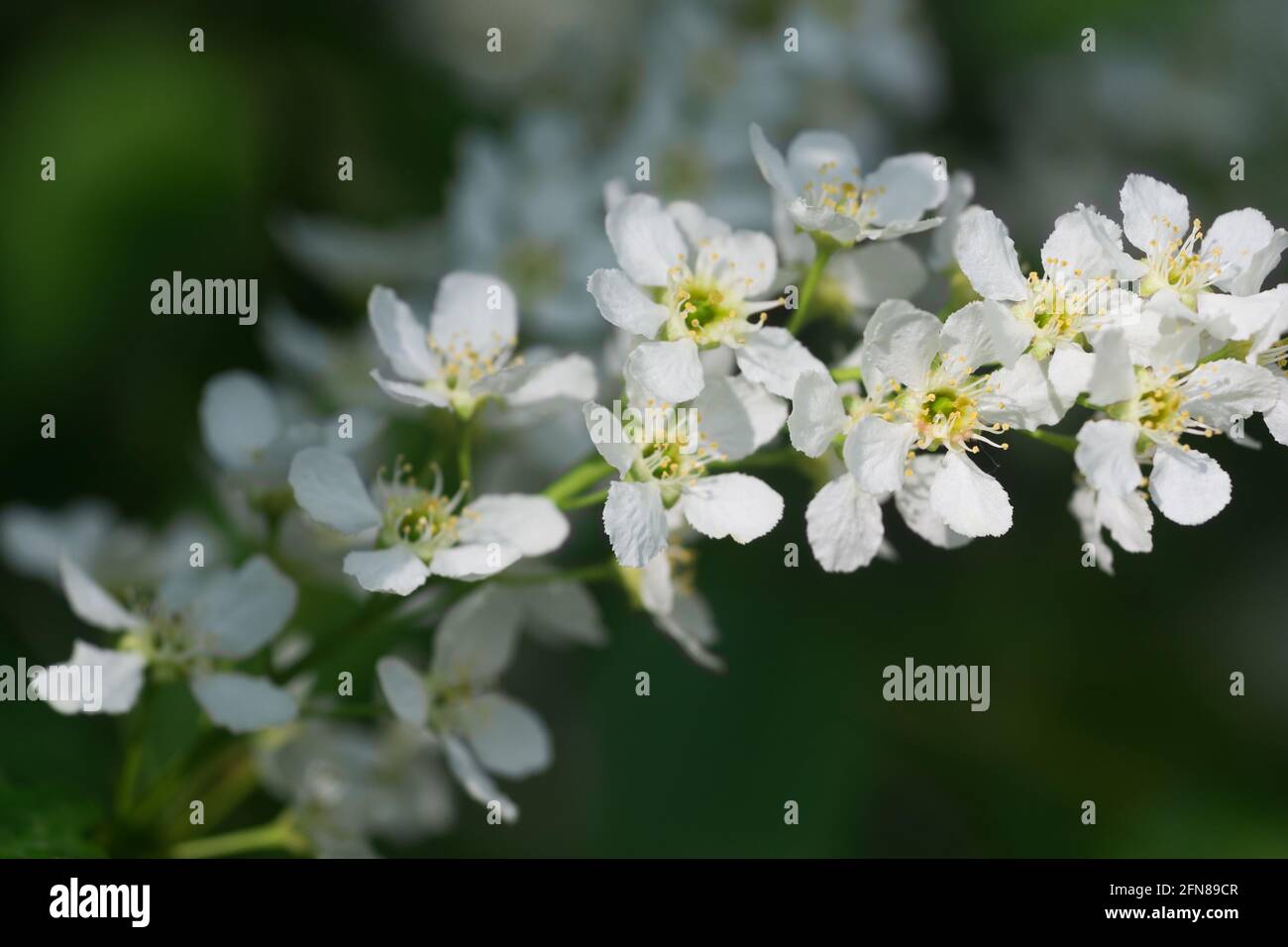 Prunus padus,  bird cherry, hackberry spring flowers on branches closeup  selective focus Stock Photo