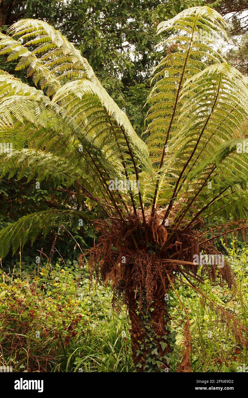 A view looking up under the fronds of a tree fern situated in a public park in south-east England Stock Photo