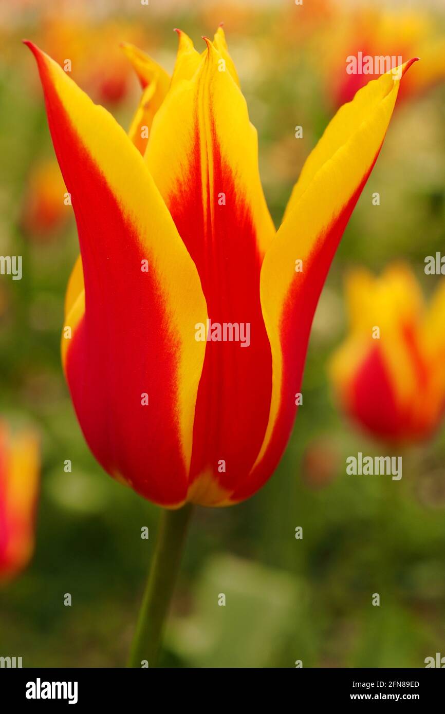 A close up of a Cynthia Tulip, Tulipa Clusiana, a red and yellow tulip in a park flower bed in springtime Stock Photo