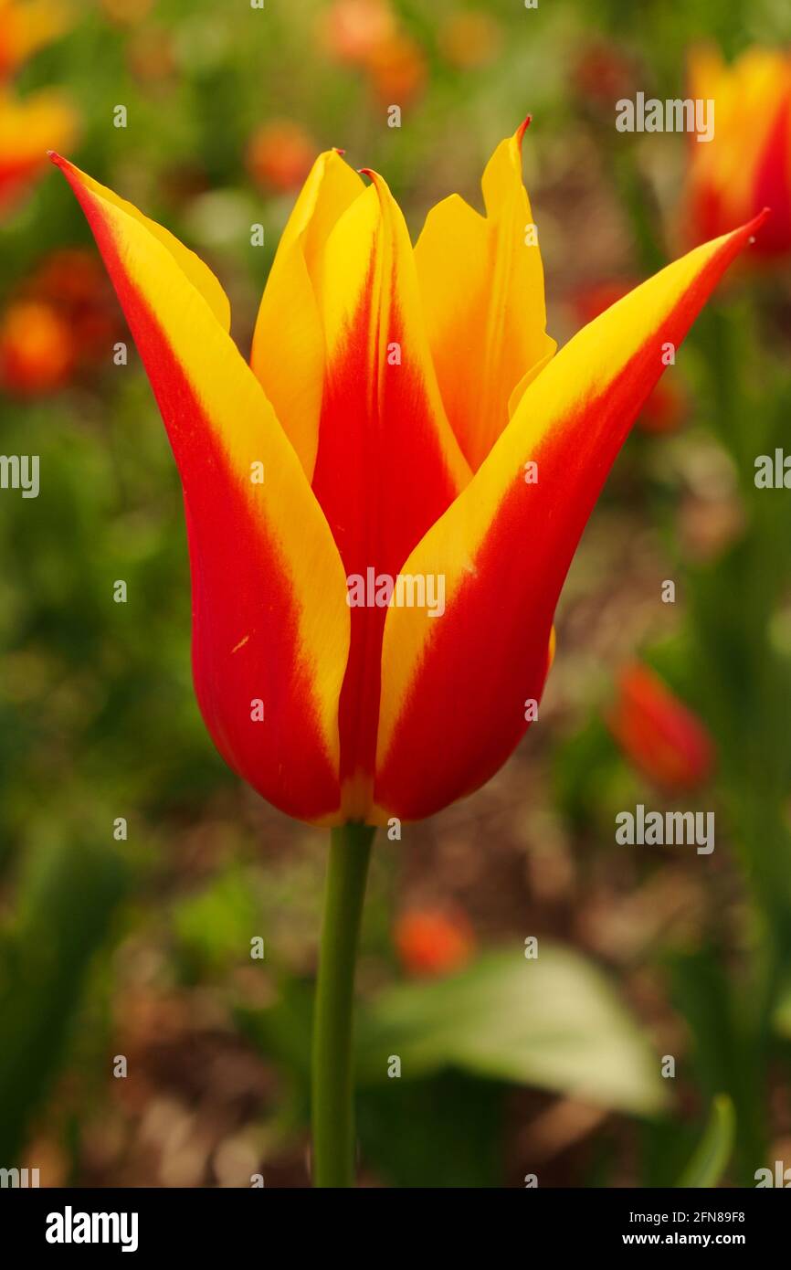 A close up of a Cynthia Tulip, Tulipa Clusiana, a red and yellow tulip in a park flower bed in springtime Stock Photo